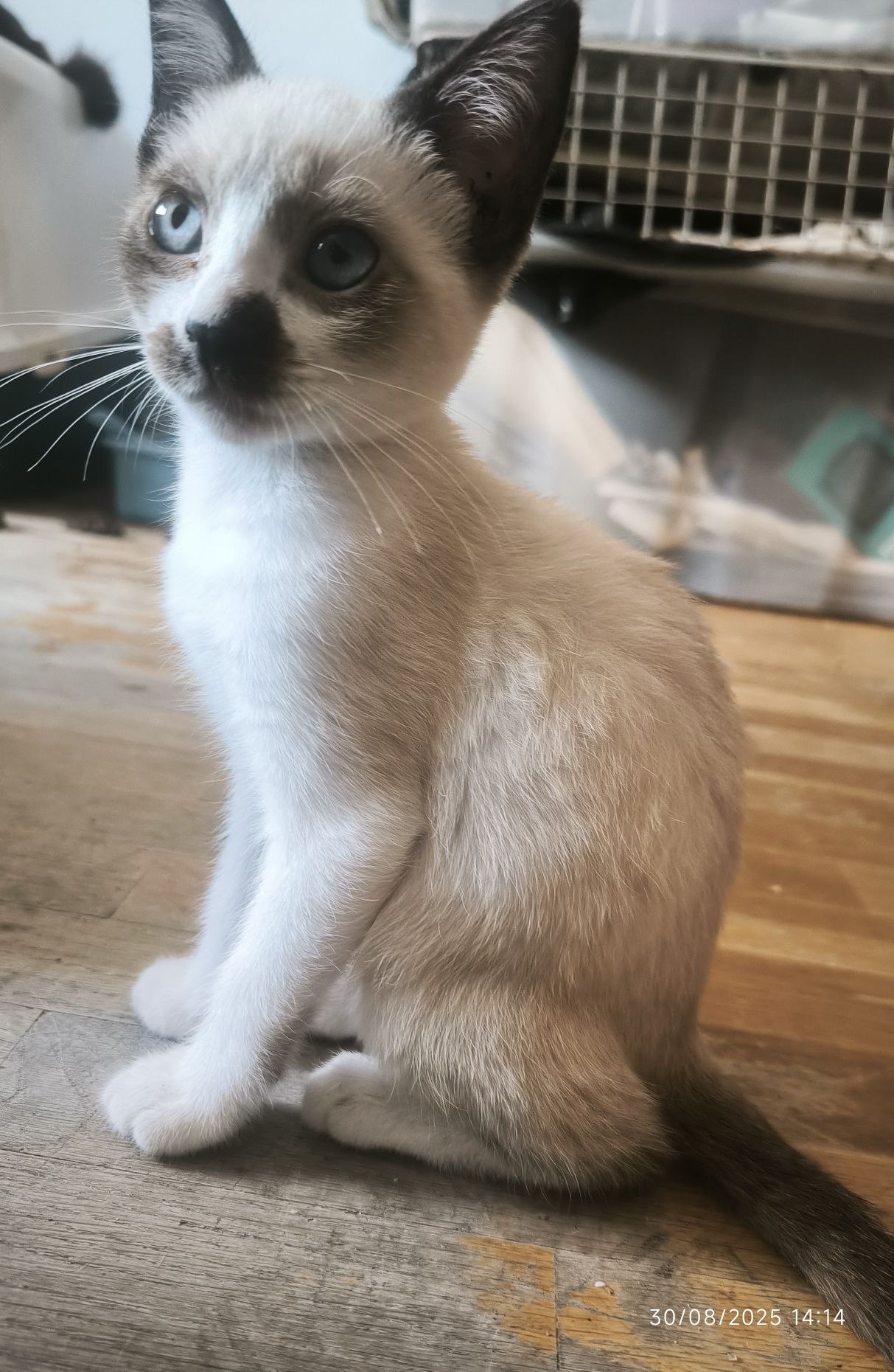 Gatas Para dar porto