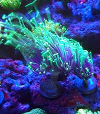 Euphyllia glabrescens Highlighter . Koralowiec LPS . Akwarum morskie