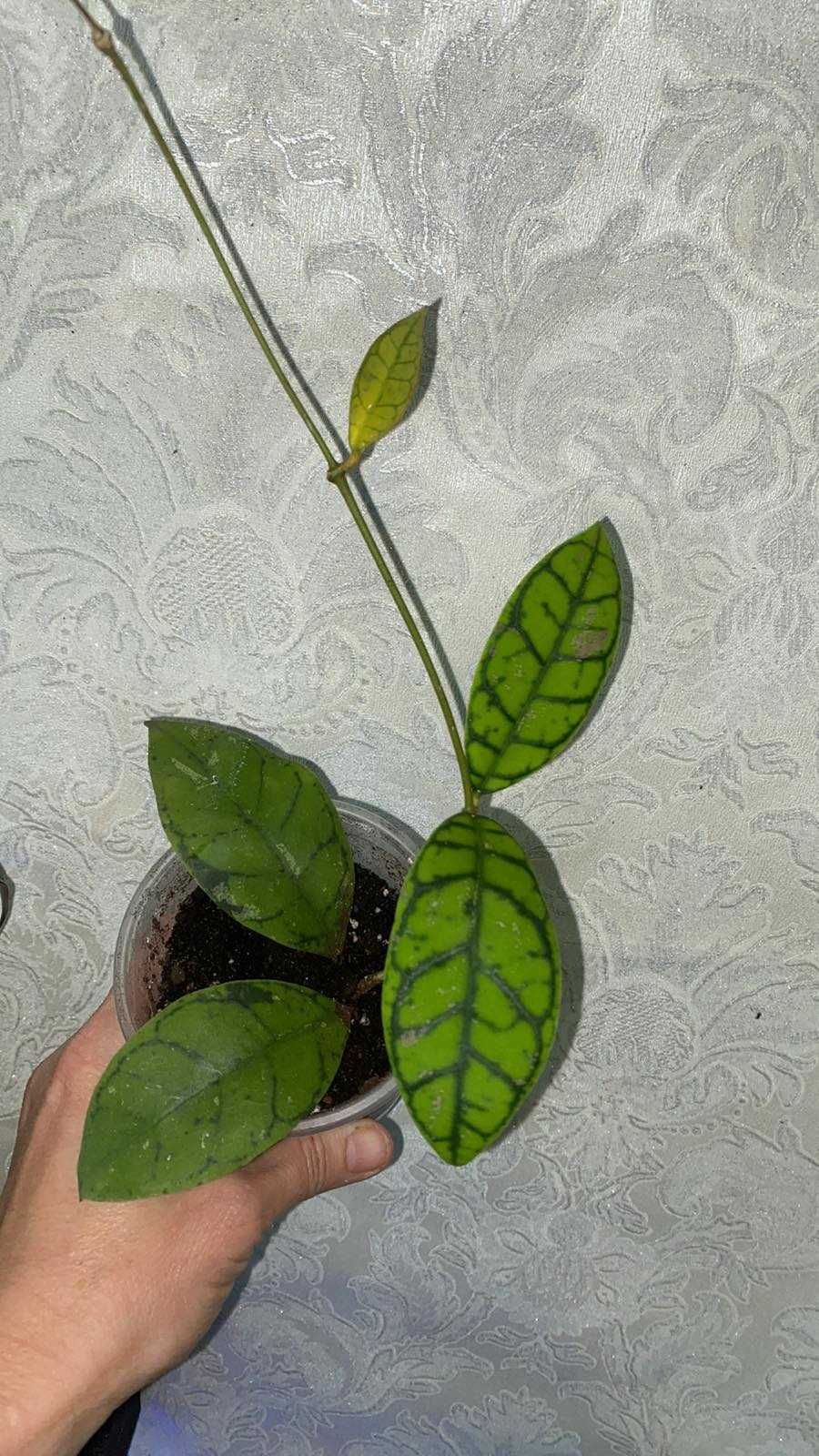 Hoya Callistophylla ( Хойя калистофилла )