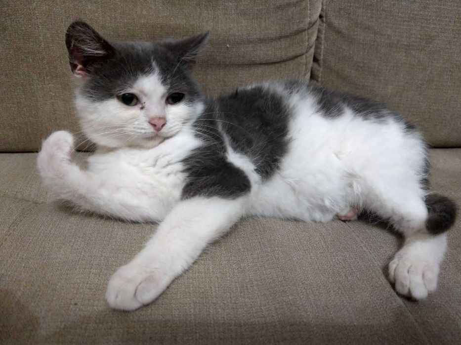 Кошеня в добрі руки