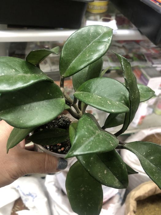 Хойя (восковій плющ)