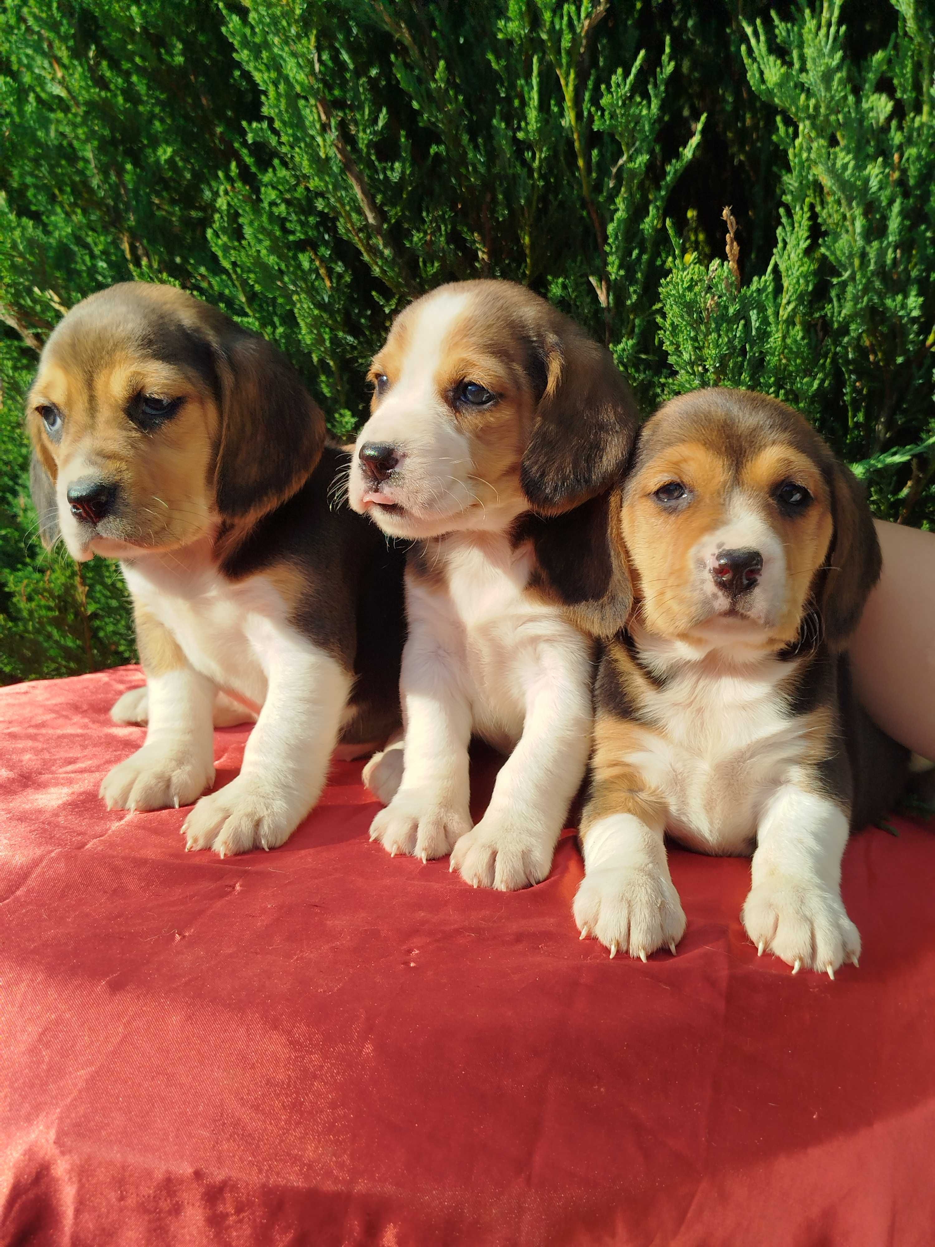 Beagle szczenie tel.-5.7.5.3.0.2.0.3.9.