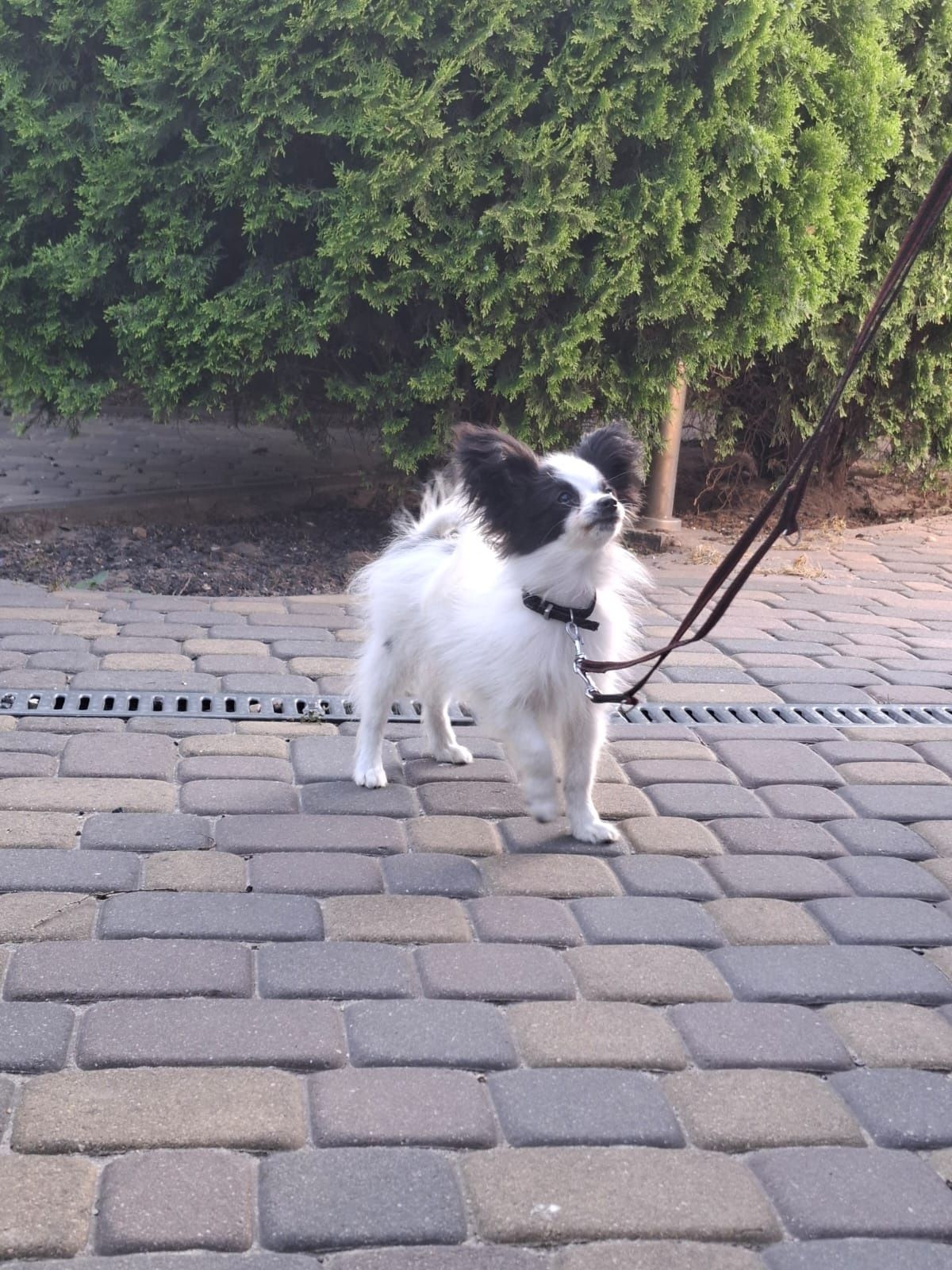 Spaniel Kontynentalny Miniaturowy Papillon