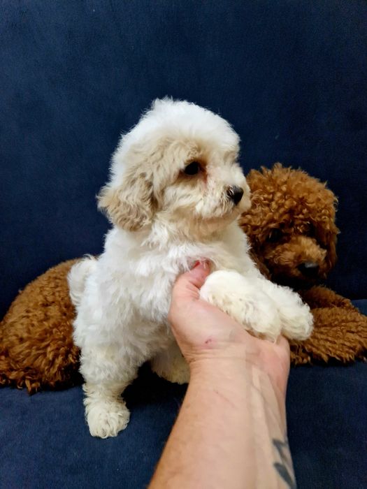 Maltipoo piesek  z legowiskiem I wyprawką 2xszczepienia