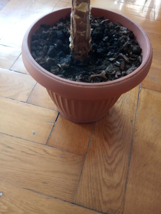 Sprzedam Yuke 15 letnią