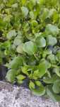 Planta para lago