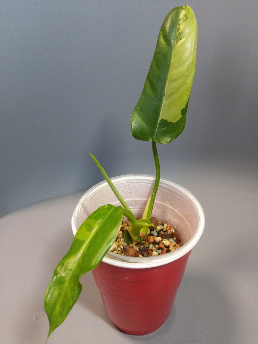 Philodendron Domesticum Variegata Siam Sunrise