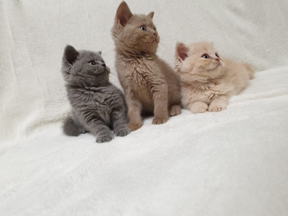 Kot brytyjski, kociak pieszczoch brytyjski niebieski