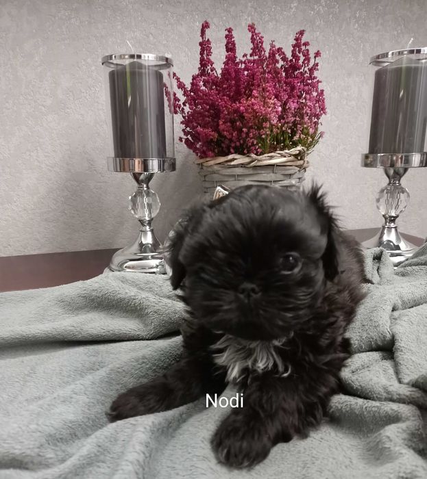 Rezerwacja Shih Tzu piesek Nodi rodowód