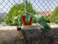 Plantas carnívoras