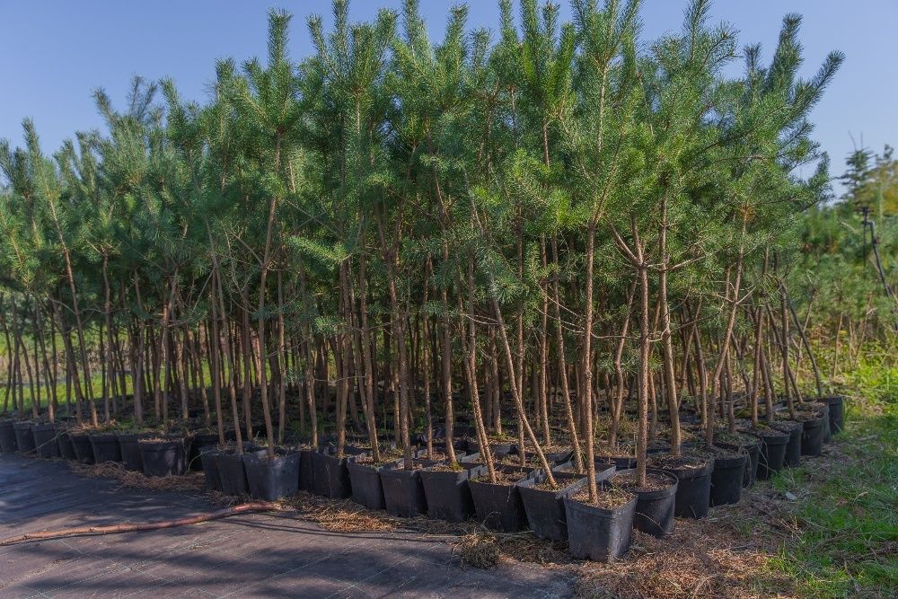 Sosna Zwyczajna (Pinus Sylvestris), wys. 140-150cm, donica 3l