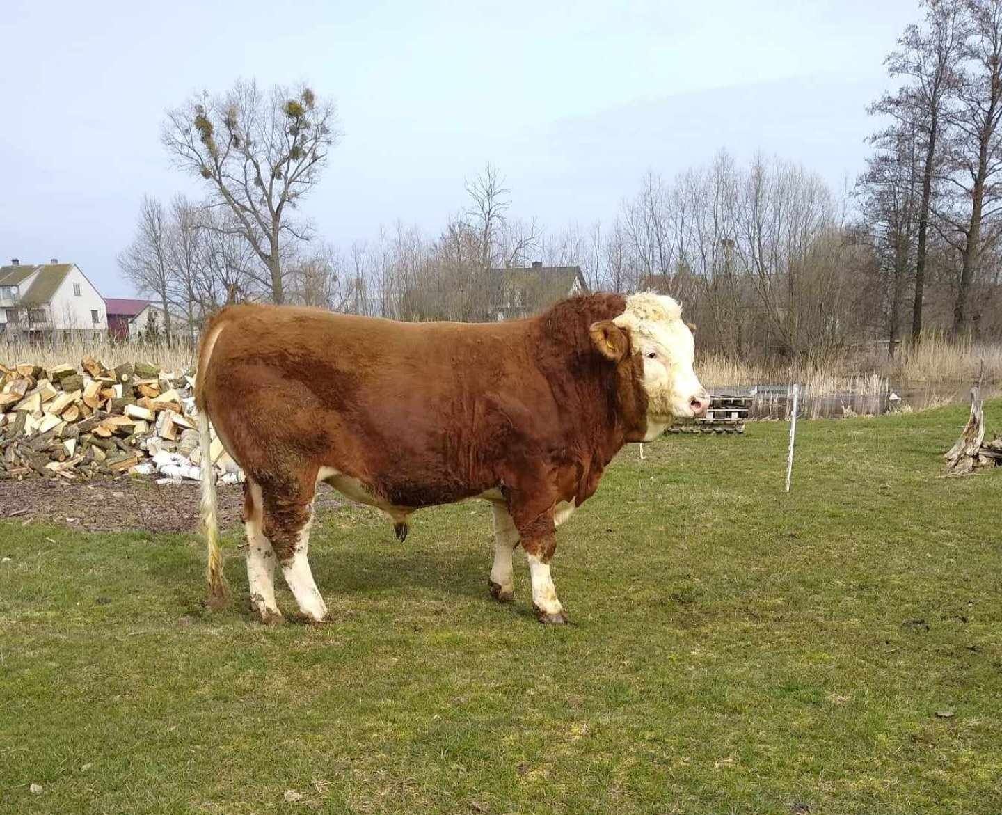 SIMENTAL mięsny 100% Byk, buhaj, stado pod oceną PZHiPBM