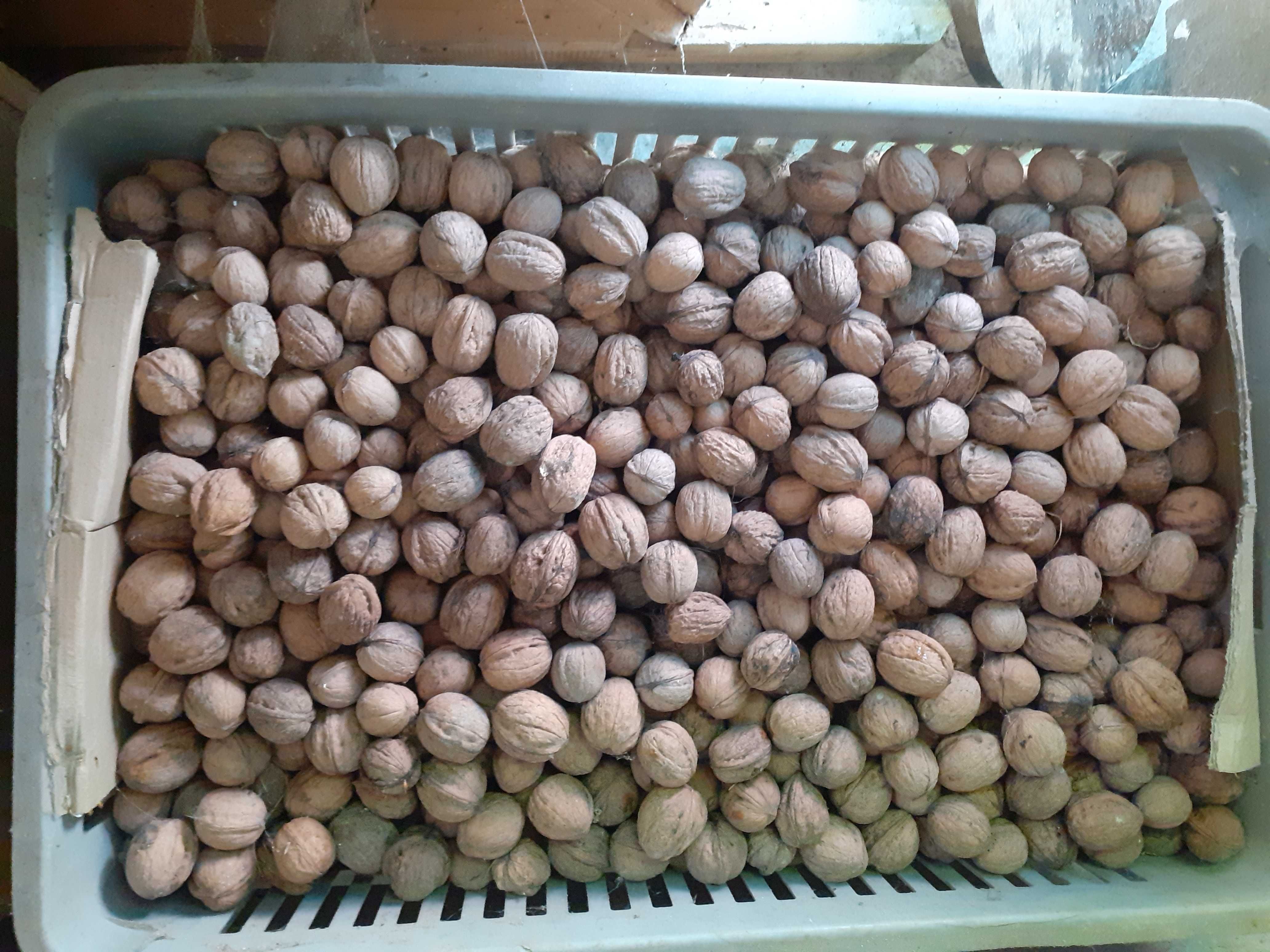 Orzechy włoskie w skorupie 20kg