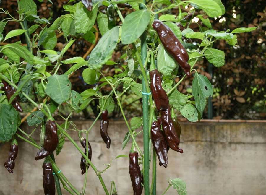 Sementes de Pimenta Ethiopian Brown Berbere