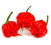 Carolina Reaper Red Papryka Chilli Nasiona 50szt