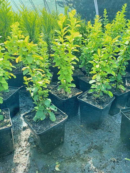 Барбарис Тунберга Корал, Оранж Рокет Короніта, Атропурпуреа На та інші