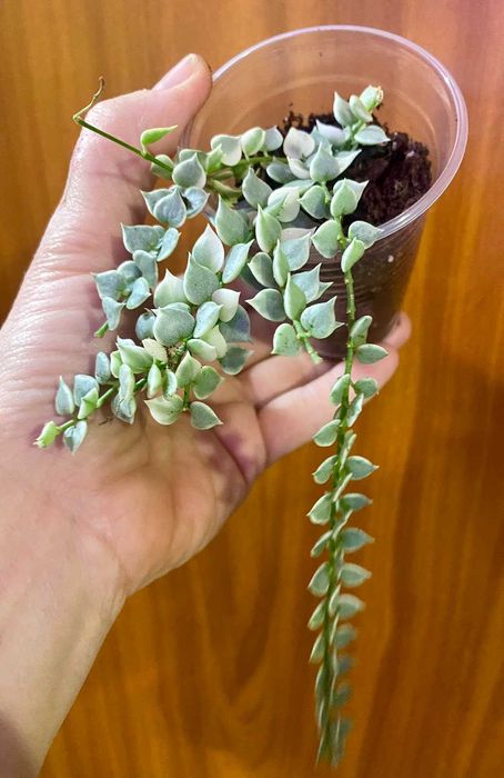 Dischidia ruscifolia variegata (Дисхидия русифолия вариегата)