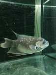 Gourami Red tail
