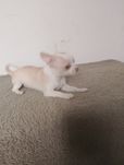 Chihuahua suczka gładkowłosa kremowa ze znaczeniami