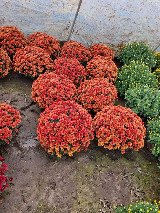 Chryzantemy doniczkowe drobnokwiatowe Producent transport