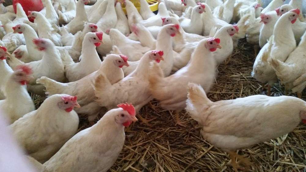 Leghorny Leghorn 23 tyg Dowóz Kury Nioski