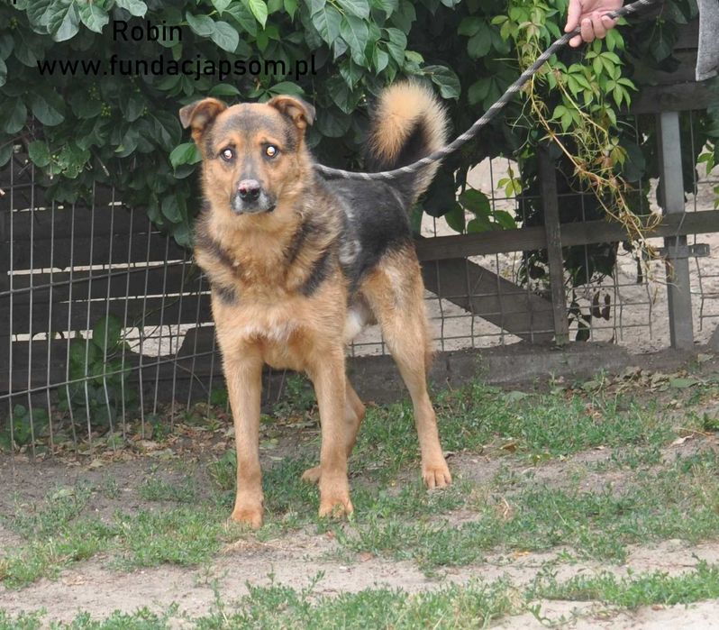 Robin- nasz seniorek szuka domku