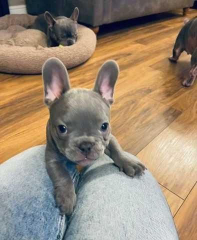 Щенки в голубом окрасе! Полная вакцинация сделана! Французский бульдог