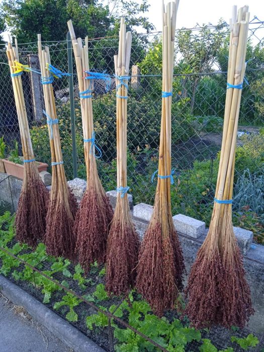 Vendo flores naturais para fazer arranjos