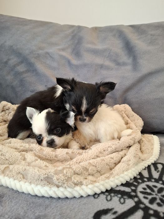 Uroczy długowłosy piesek chihuahua