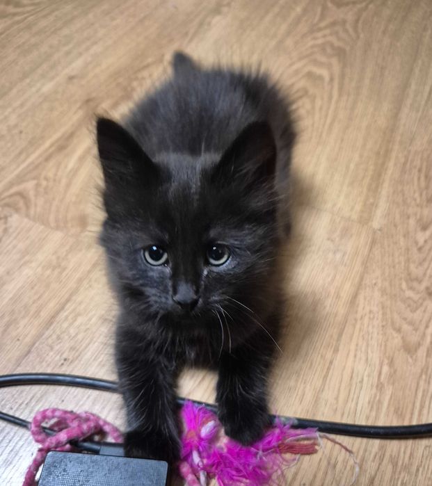 OSTATNI Czarny Syberyjski Kocurek rodowód FPL