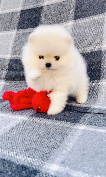 Померанская куколка