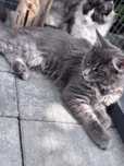 Maine Coon Film kotka niebieska Rodowód