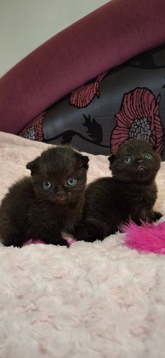 Кошенята Шотландські, котики, коти висловухі, породисті кошенята.