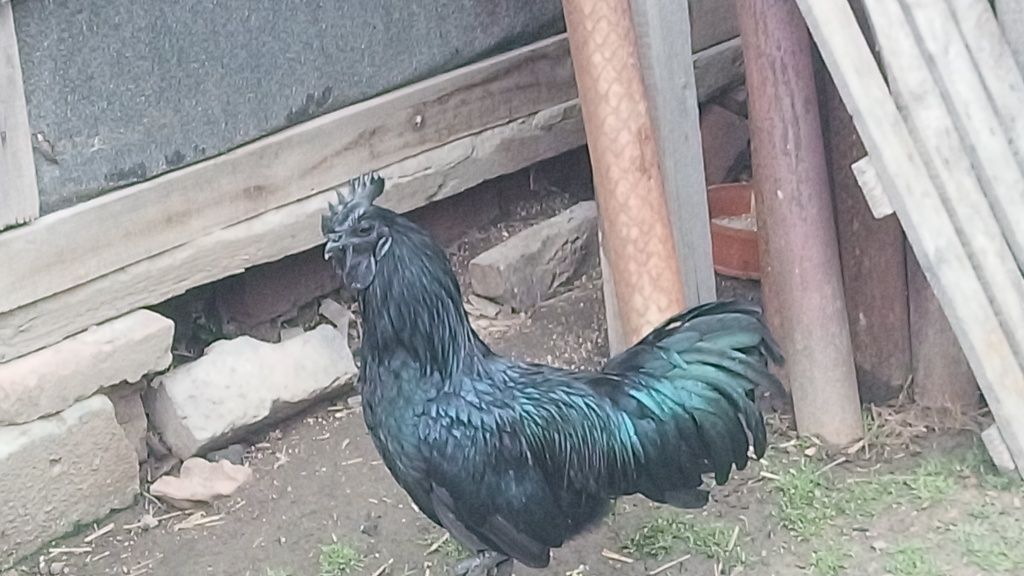 jajka lęgowe AYAM CEMANI, PROMOCJA,jaja lęgowe KAMENI KEMANI, lęgi 202