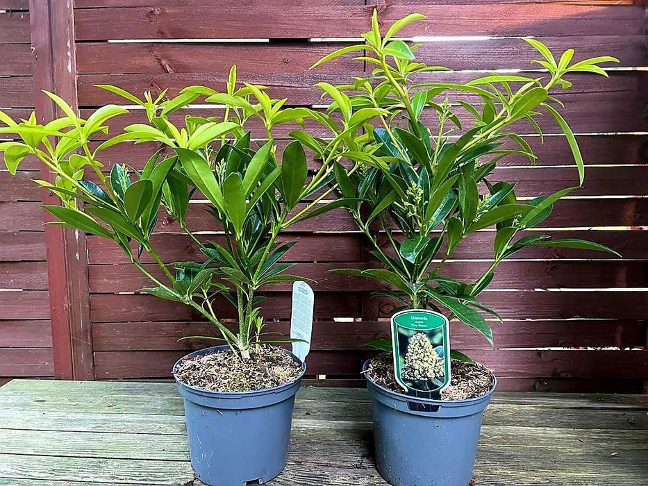 Skimia confusa "Kew Green" XL, wieczniezielona, pachnie jak konwalie!