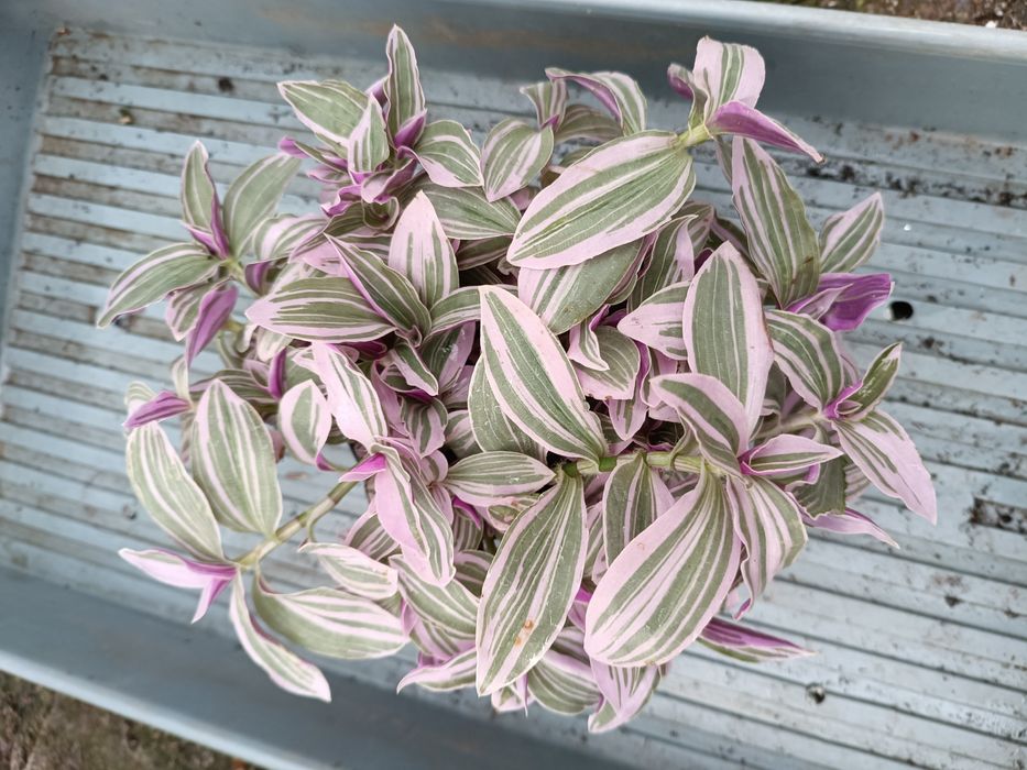 Ewa trzykrotki sweetness