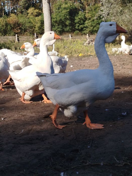 Продам гуси (Холмогори )