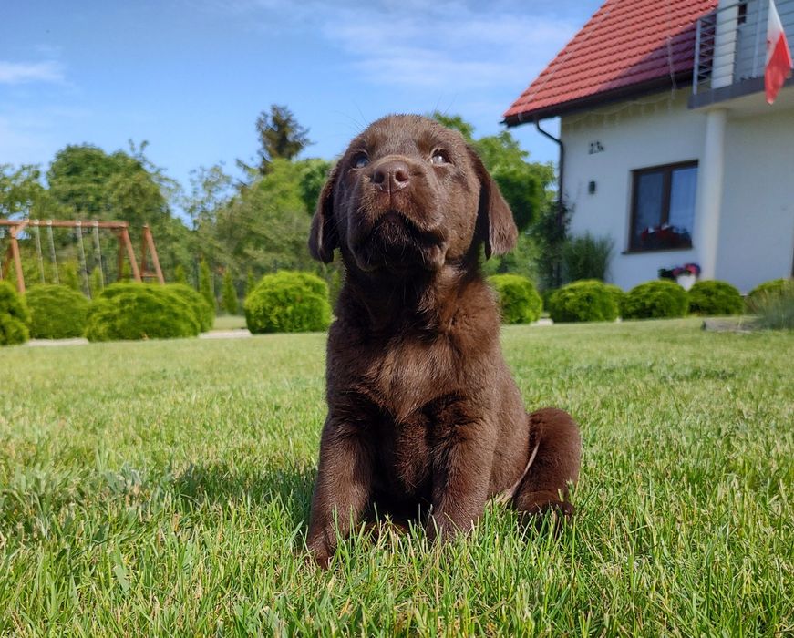 Labrador retriever