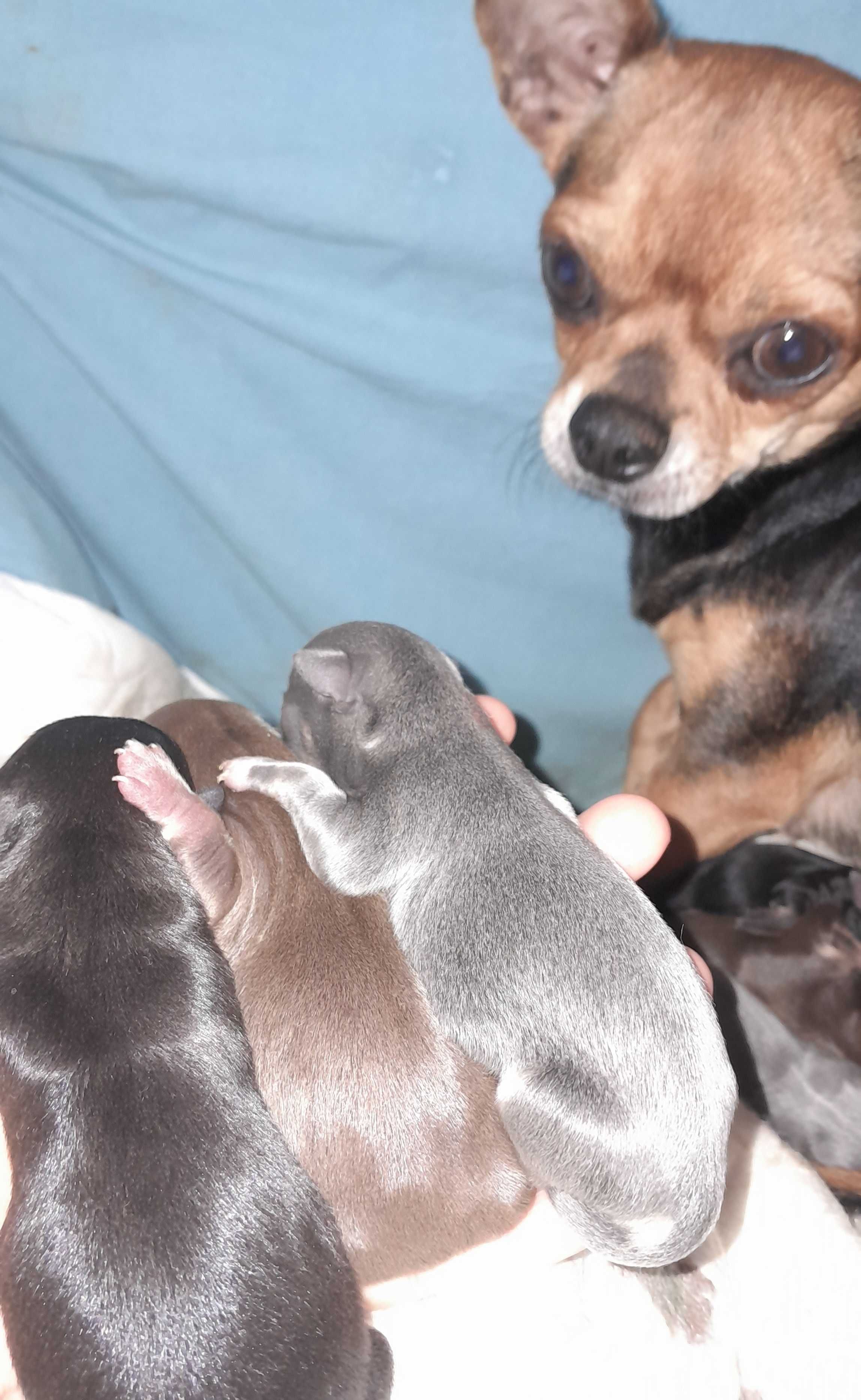 Chihuahua Macho Bebé
