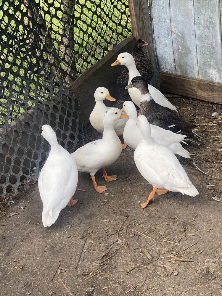 Call duck Pary i wolne kaczorki