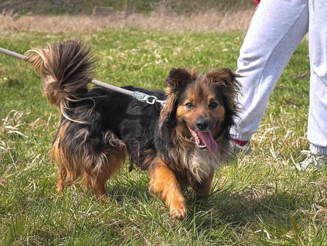 Pinky szuka swojego człowieka ADOPCJA