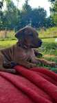 Szczeniak Rhodesian Ridgeback - Hodowla ZKwP/FCI