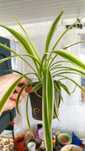 Хлорофитум Океан (Chlorophytum Ocean), Хохлатый, Лаксум, Vittatum