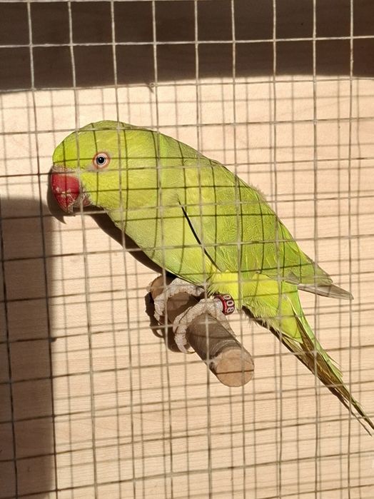 Aleksandretta obrożna 2024