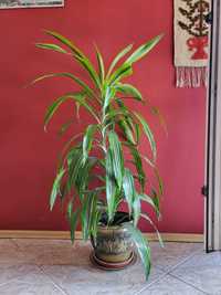 Sprzedam Dracena Wonna