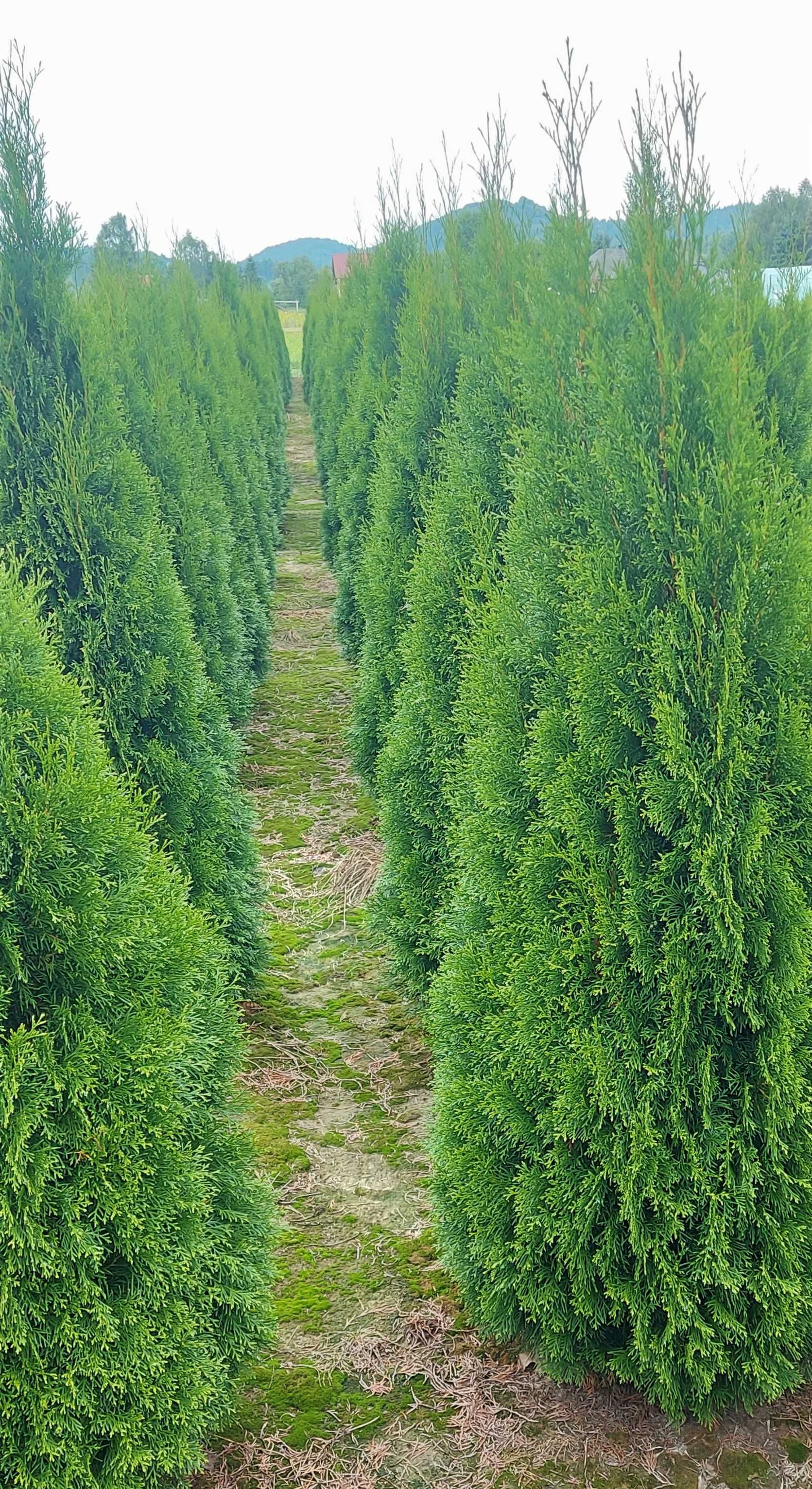 Tuja Szmaragd 300cm