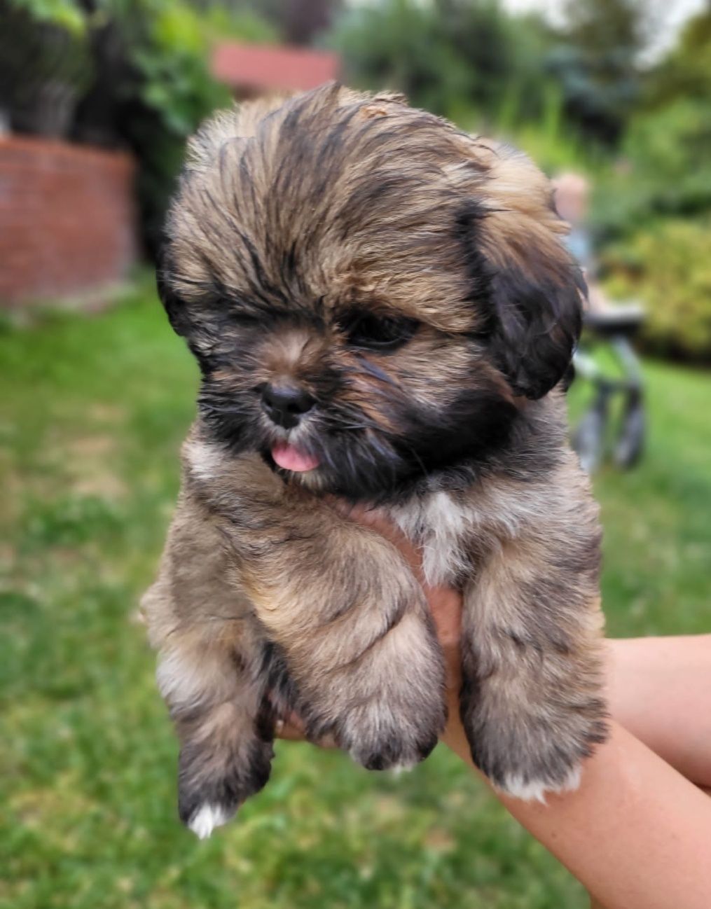 Lhasa Apso FCI /ZKwP