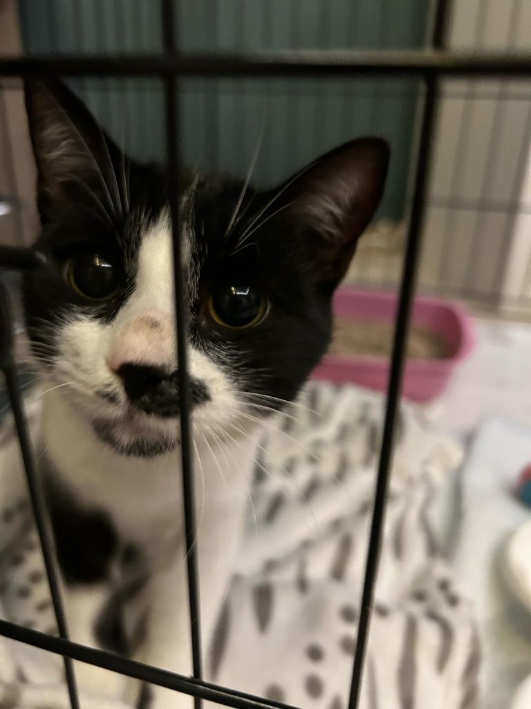 Kotek do adopcji