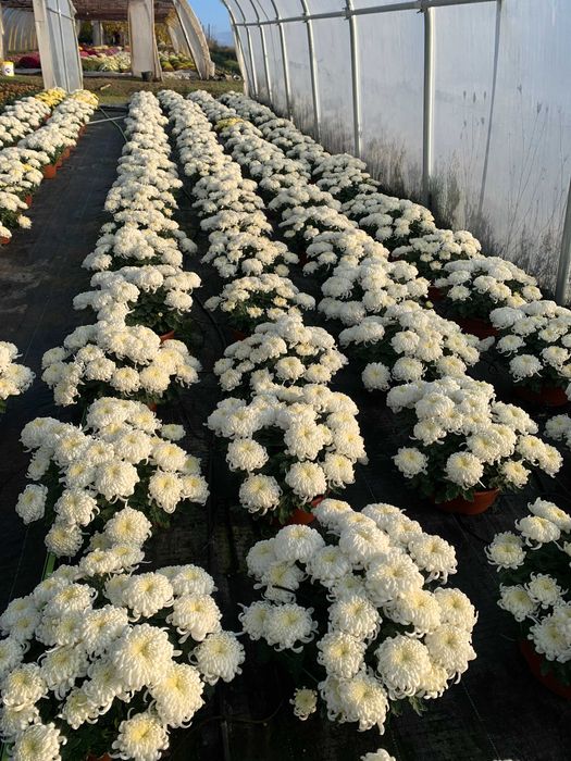 chryzantemy grubokwiatowe