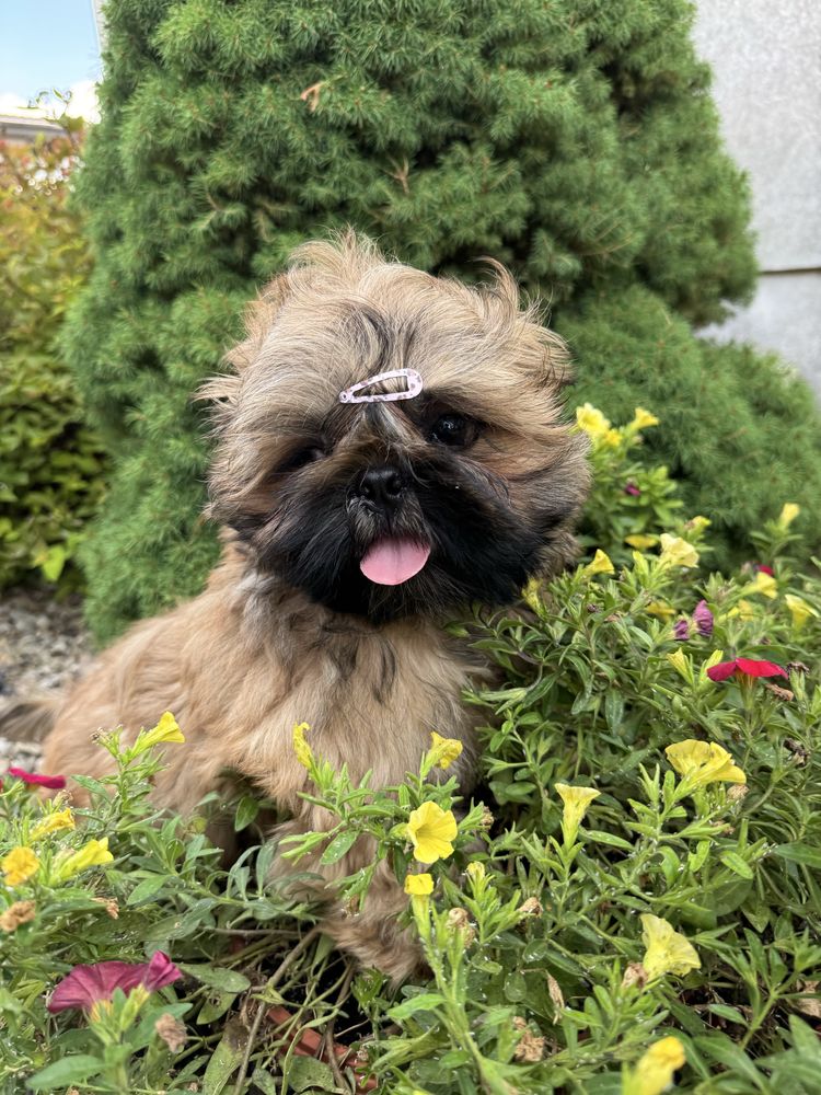 Shih Tzu Zkwp FCI Piesek TEOS brązowo czarny
